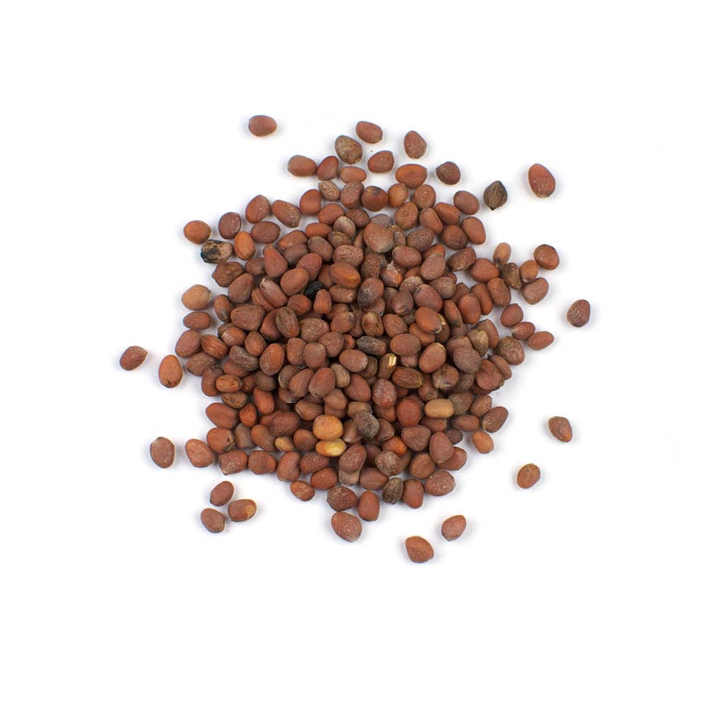 Radish seeds